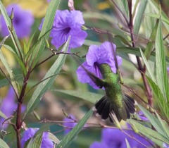 Orthorhyncus cristatus