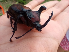 Golofa pelagon