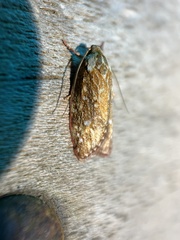Euchaetis metallota