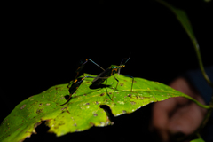 Diactor bilineatus