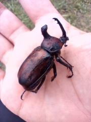 Golofa pelagon