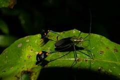 Diactor bilineatus