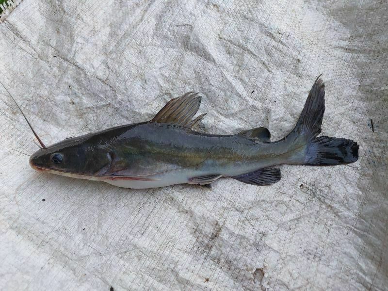 Yellow Catfish