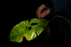 Diactor bilineatus