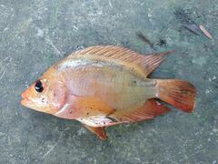 Amphilophus labiatus