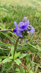 Tradescantia gigantea