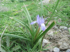 Moraea sisyrinchium