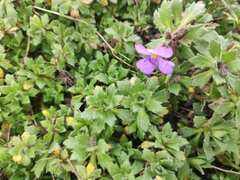 Aubrieta deltoidea