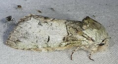 Macrurocampa marthesia