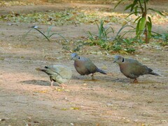 Streptopelia decipiens