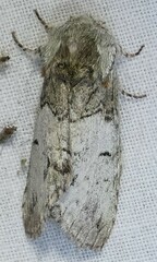 Macrurocampa marthesia