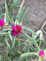 Portulaca pilosa