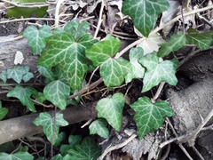 Hedera