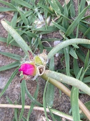 Portulaca pilosa