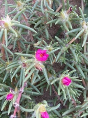 Portulaca pilosa