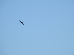 Pyrrhocorax pyrrhocorax