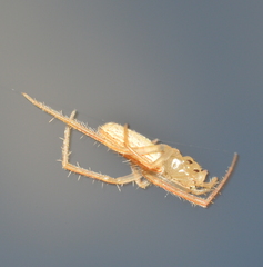 Larinia directa
