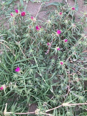 Portulaca pilosa