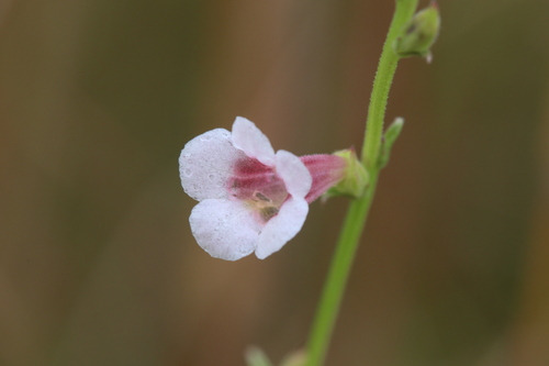 Centranthera hispida (Centranthera hispida)