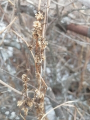 Cuscuta europaea