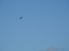 Ptyonoprogne rupestris