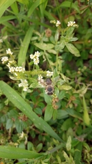 Apis mellifera