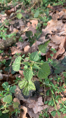 Urtica membranacea