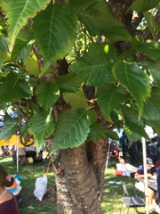 Betula nigra