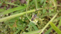 Apis mellifera