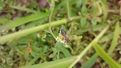 Apis mellifera