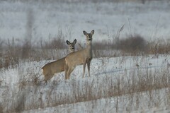 Capreolus
