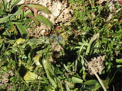 Thaumetopoea herculeana