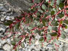Euphorbia makinoi