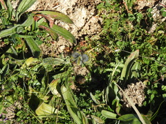 Thaumetopoea herculeana