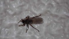 Pseudolynchia canariensis