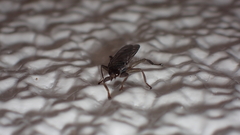 Pseudolynchia canariensis