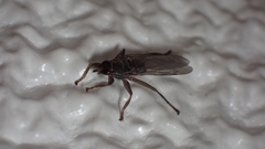 Pseudolynchia canariensis