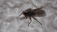 Pseudolynchia canariensis