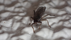 Pseudolynchia canariensis