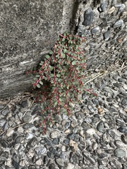 Euphorbia makinoi
