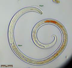 Nematoda