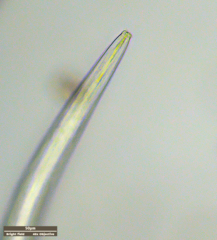 Nematoda
