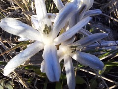 Androstephium coeruleum