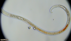 Nematoda