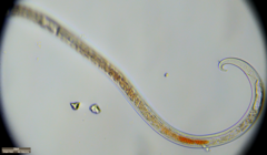 Nematoda