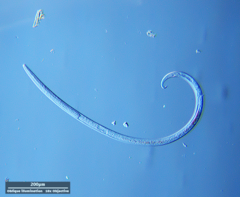 Nematoda