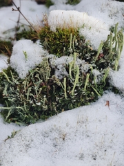 Cladonia macilenta