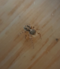 Pseudeuophrys lanigera