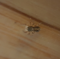 Pseudeuophrys lanigera