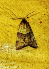 Philedone gerningana